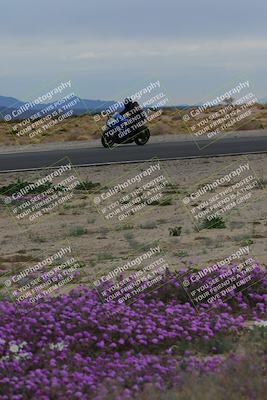 media/Jan-14-2023-SoCal Trackdays (Sat) [[497694156f]]/Turn 14 Exit Bloomig (145pm)/